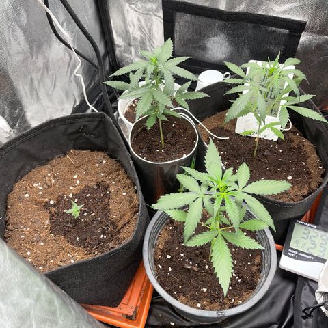 Diesel armario growlog timeline photo