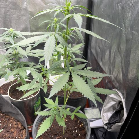 Watermelon 2 growlog timeline photo