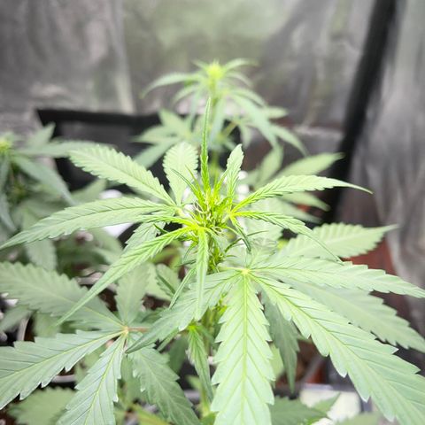 Watermelon 2 growlog timeline photo