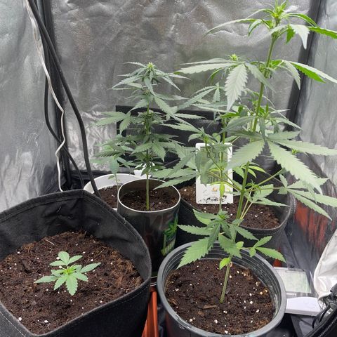 Watermelon auto growlog timeline photo