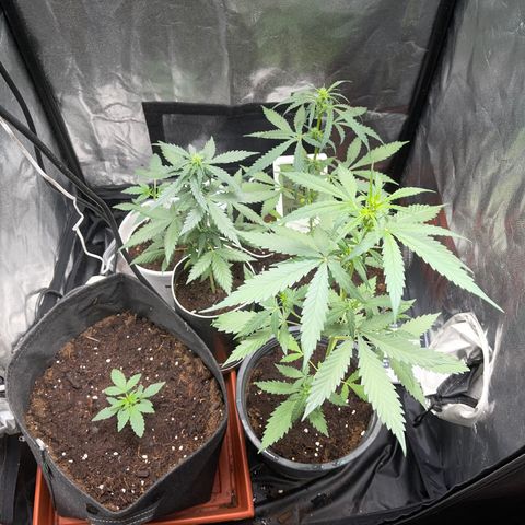 Watermelon auto growlog timeline photo