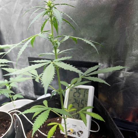 Watermelon auto growlog timeline photo