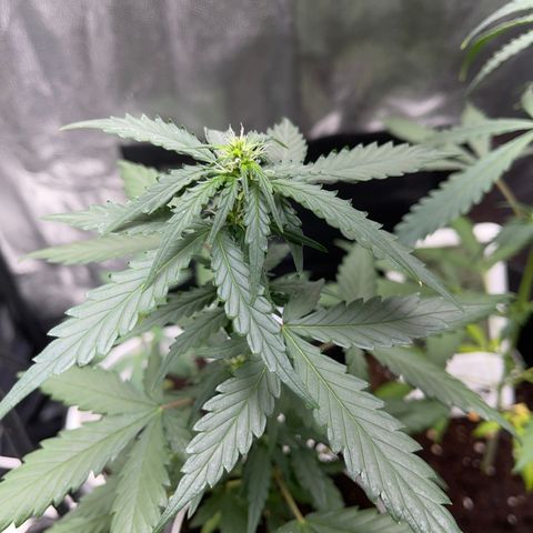 Diesel auto growlog timeline photo