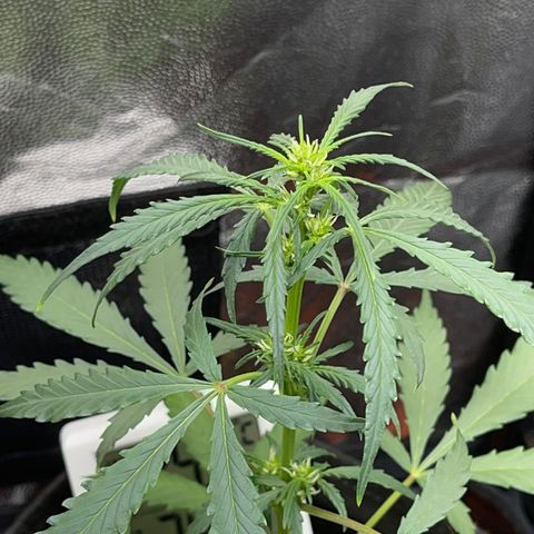 Watermelon auto growlog timeline photo