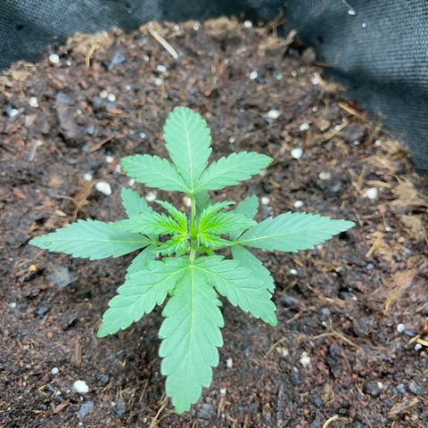 Cookies gelato growlog timeline photo