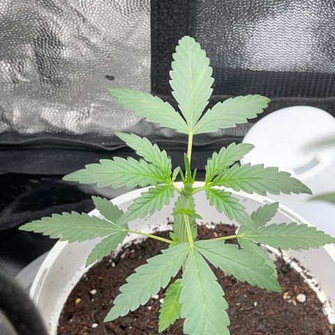Diesel armario growlog timeline photo