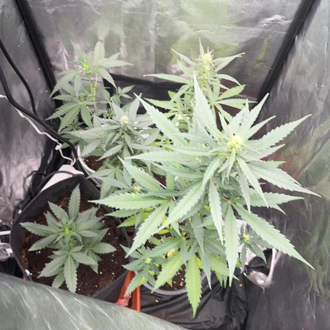 Cookies gelato growlog timeline photo