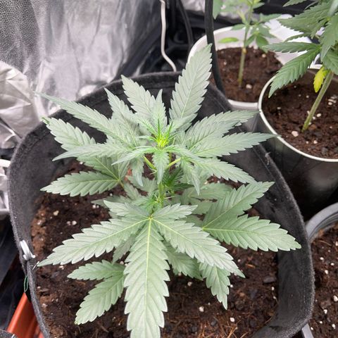 Cookies gelato growlog timeline photo