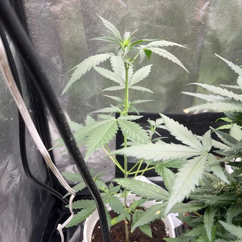 Diesel armario growlog timeline photo