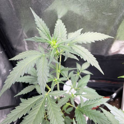Diesel armario growlog timeline photo