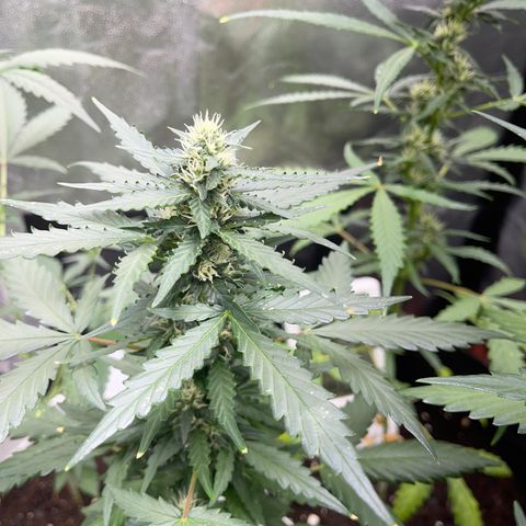 Diesel auto growlog timeline photo