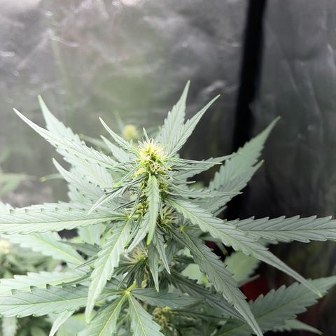 Watermelon 2 growlog timeline photo