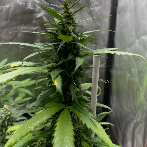Watermelon 2 growlog timeline photo