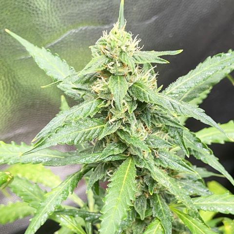 Watermelon auto growlog timeline photo