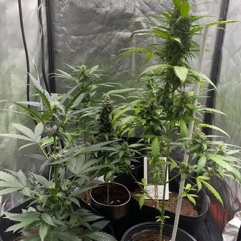 Watermelon auto growlog timeline photo