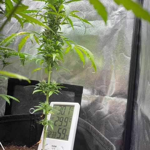 Watermelon auto growlog timeline photo