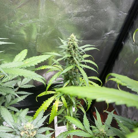 Watermelon auto growlog timeline photo