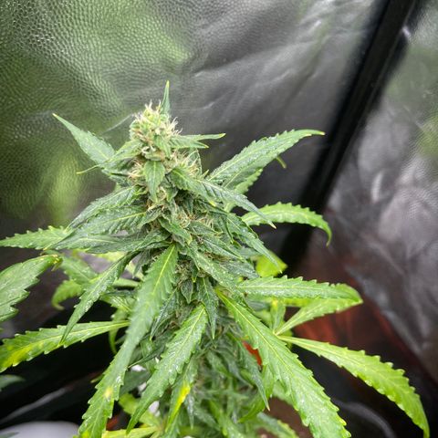 Watermelon auto growlog timeline photo