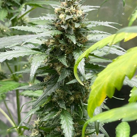 Diesel auto growlog timeline photo