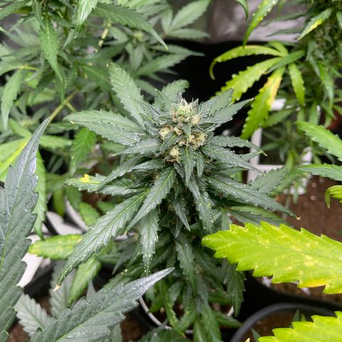 Diesel auto growlog timeline photo