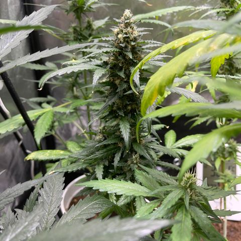 Diesel auto growlog timeline photo