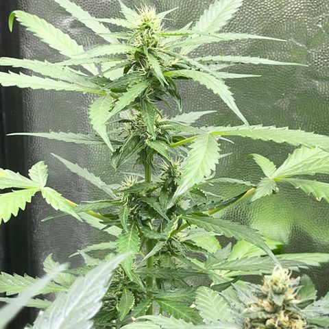 Diesel armario growlog timeline photo
