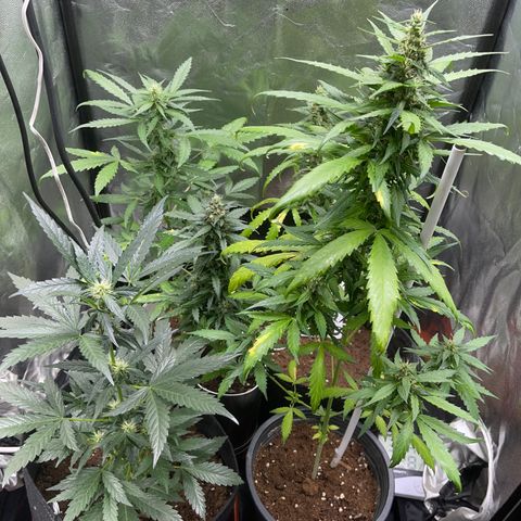 Diesel armario growlog timeline photo