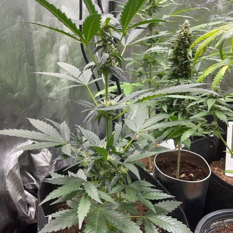 Cookies gelato growlog timeline photo