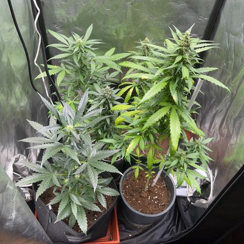 Cookies gelato growlog timeline photo