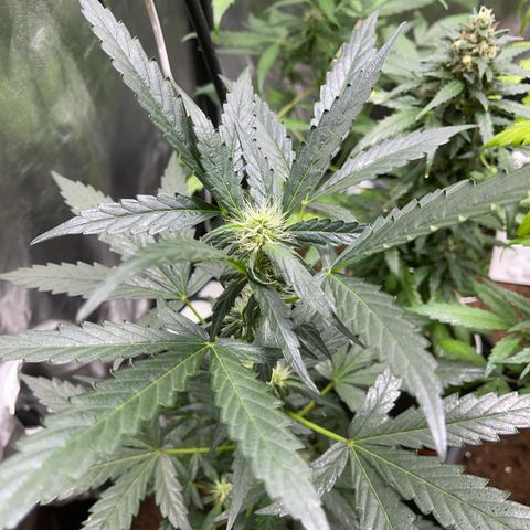 Cookies gelato growlog timeline photo