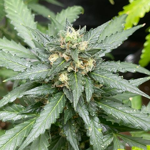 Diesel auto growlog timeline photo