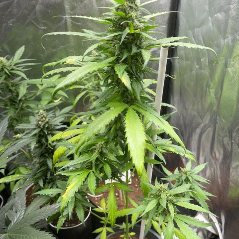 Watermelon 2 growlog timeline photo