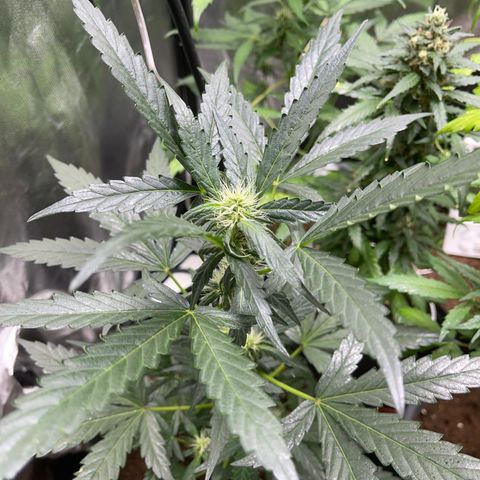 Cookies gelato growlog timeline photo