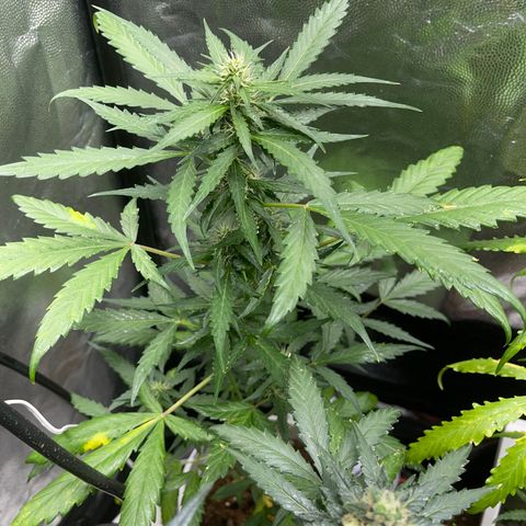 Diesel armario growlog timeline photo