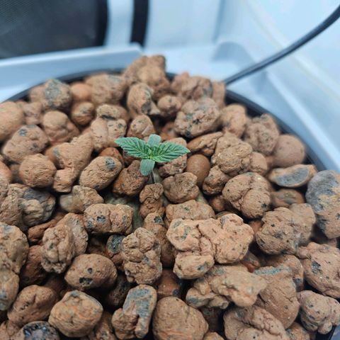 Papaya Cookies Auto growlog timeline photo