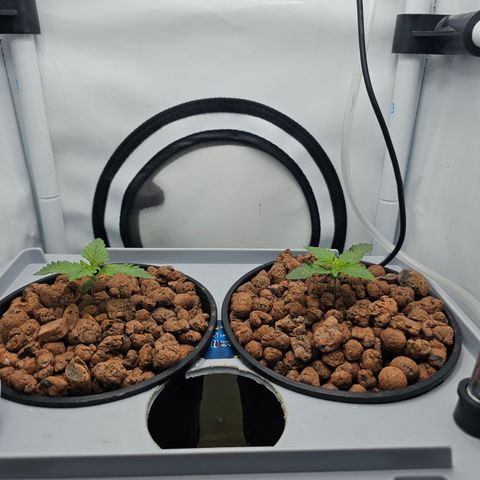 Papaya Cookies Auto growlog timeline photo