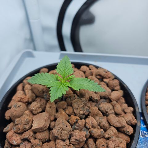 Papaya Cookies Auto growlog timeline photo