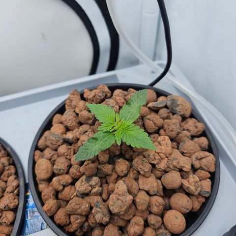 Papaya Cookies Auto growlog timeline photo