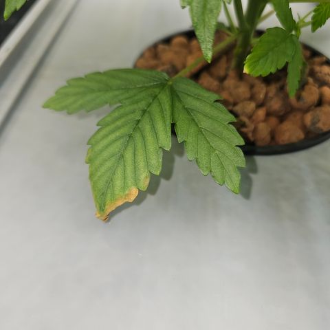 Papaya Cookies Auto growlog photo: Links