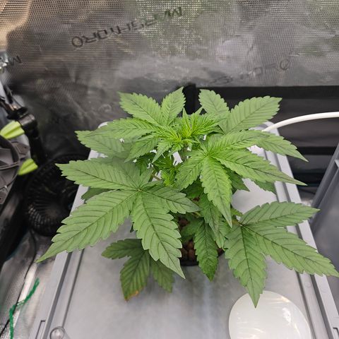 Papaya Cookies Auto growlog photo: Links
