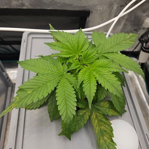 Papaya Cookies Auto growlog photo: Rechts 