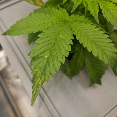 Papaya Cookies Auto growlog photo: Rechts 
