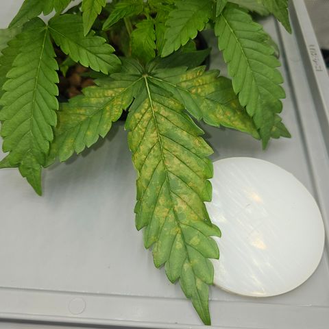 Papaya Cookies Auto growlog photo: Rechts 