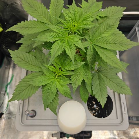 Papaya Cookies Auto growlog timeline photo