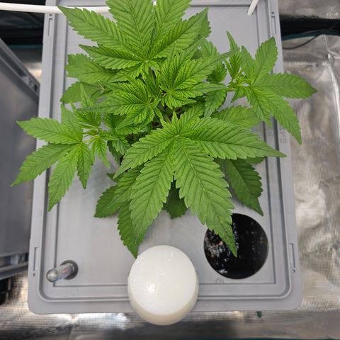 Papaya Cookies Auto growlog timeline photo