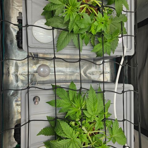 Papaya Cookies Auto growlog timeline photo