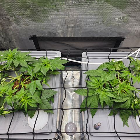 Papaya Cookies Auto growlog timeline photo