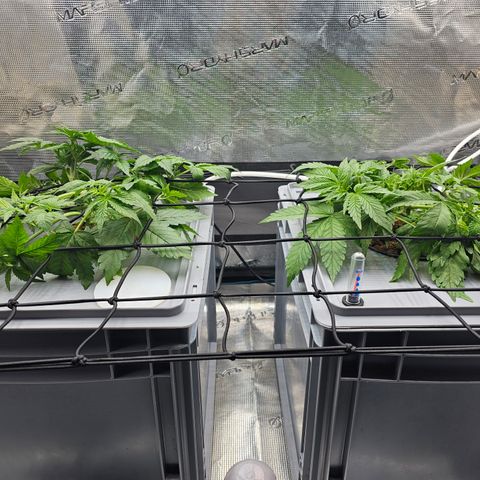 Papaya Cookies Auto growlog timeline photo