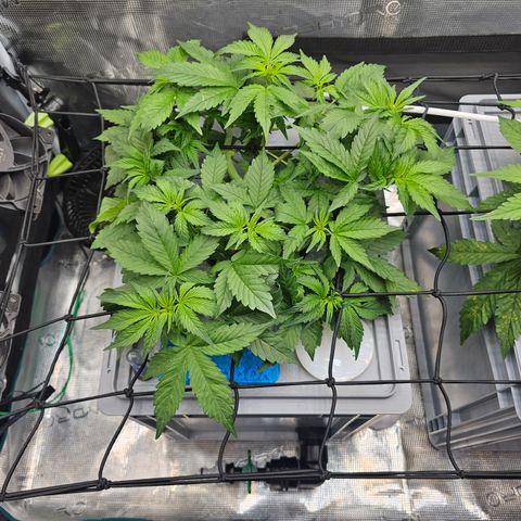 Papaya Cookies Auto growlog timeline photo
