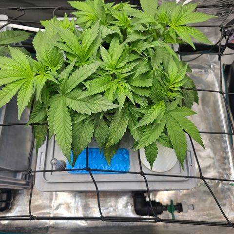 Papaya Cookies Auto growlog timeline photo